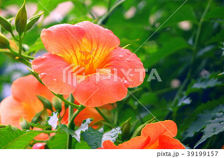 ラッパ型の花の写真素材