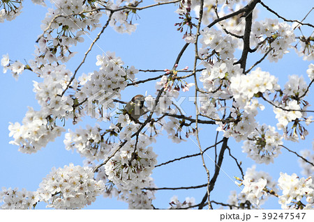 花を散らすの写真素材 花を散らすの写真素材