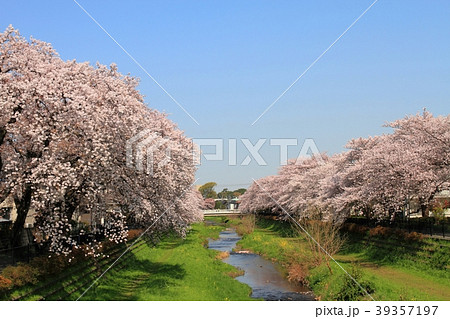 春 桜 小川 桜並木の写真素材