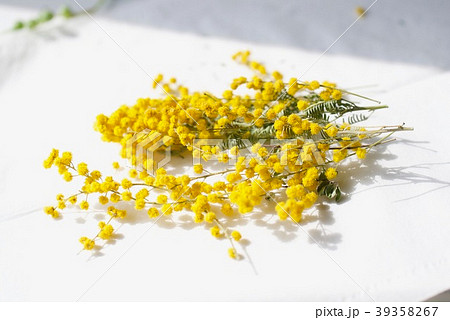 ミモザ ドライフラワー 花 植物の写真素材