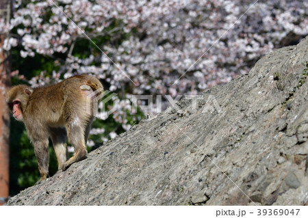 悟 さる 孫悟空 サルの写真素材