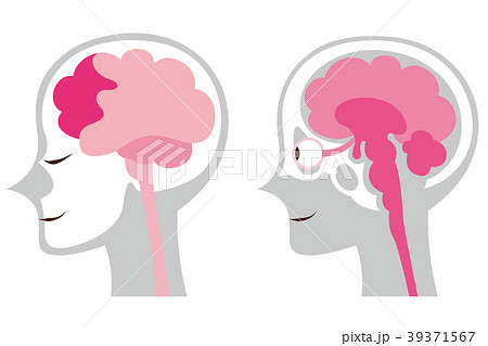 脳 脳みそ 頭脳 断面図のイラスト素材