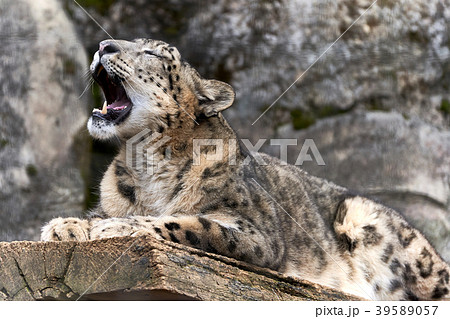 ユキヒョウ あくび 動物 リラックスの写真素材