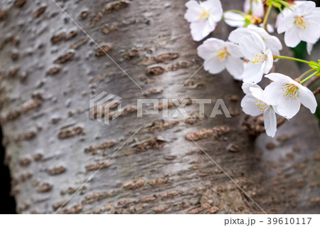 桜 ソメイヨシノ 木 樹皮 自然 幹 テクスチャ 背景の写真素材