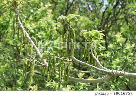 クルミ目クルミ科 落葉樹の写真素材