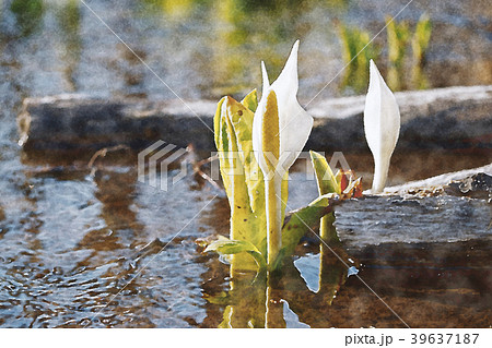 水芭蕉 水彩画のイラスト素材