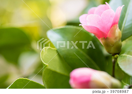 わびすけ 椿 侘助 ピンクの花の写真素材