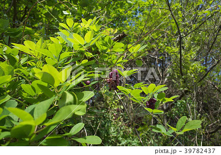 木の芽 山菜 アケビの新芽 アケビの写真素材