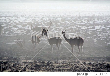 光 幻想的 動物 神秘的の写真素材