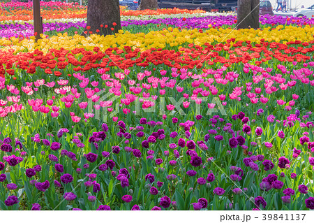 花 チューリップ 紫 八重の写真素材