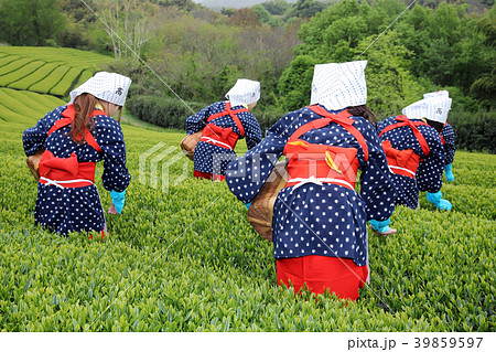 茶畑 お茶摘み 新茶 後姿の写真素材