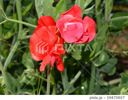 スイートピー 赤 赤いスイートピー 赤い花の写真素材