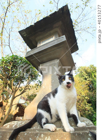 江の島の猫の写真素材 - PIXTA