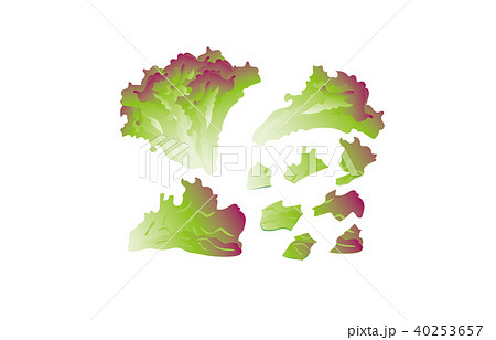 サニーレタスのイラスト素材
