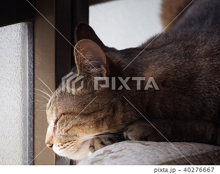 猫火鉢