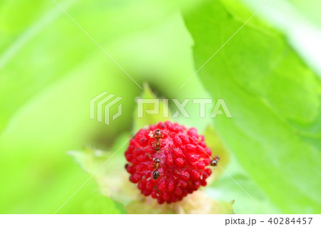 アリ 野苺 ノイチゴ 野いちごの写真素材