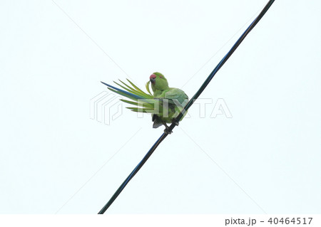 赤いインコの写真素材