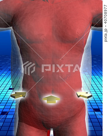 理想体型のイラスト素材