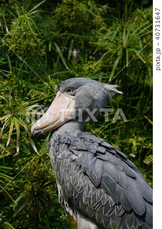 ♡ハシビ口コウ♡　追加分 嘴広鸛 鳥 鳥類 ハシビロコウの写真素材 - PIXTA