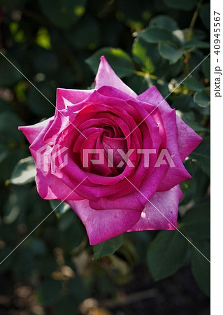 パローレの写真素材