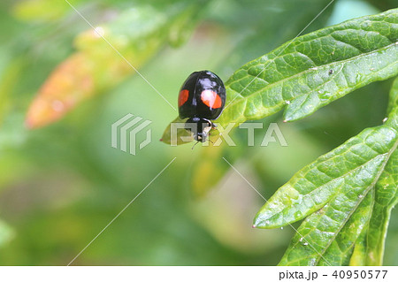 ナミテントウ黒地赤2紋型の写真素材