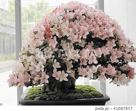さつき 盆栽 品名 日光の写真素材 - PIXTA