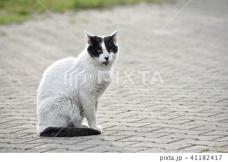 黒縁猫 野良猫 猫 黒ぶち猫の写真素材 Pixta