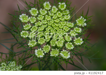 ニンジン 花 植物 アップの写真素材