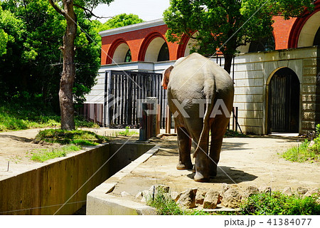 象の後ろ姿 動物の写真素材