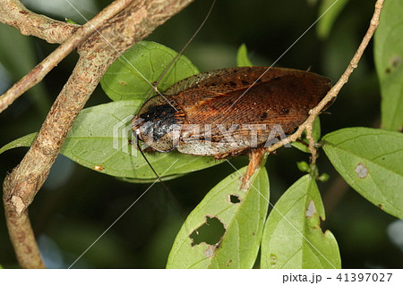 ゴキブリ 昆虫 沖縄 虫の写真素材