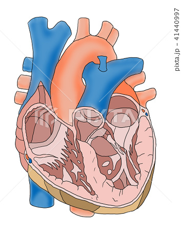 心臓 解剖図 図解 構造のイラスト素材