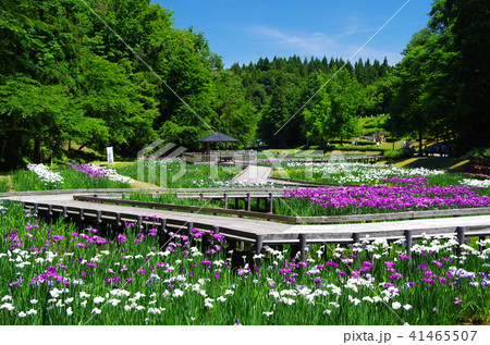 しらさぎ森林公園 三条 6月 壁紙の写真素材