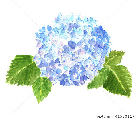 あじさい 紫陽花 花 鉢植えのイラスト素材
