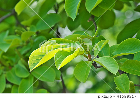 植物 木蓮 実 緑の写真素材