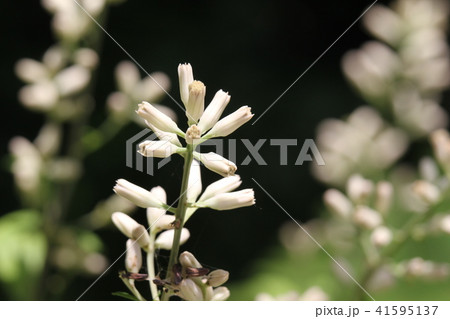 破れ傘の写真素材