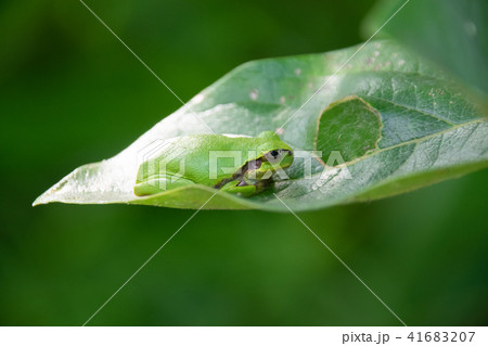 カエル アマガエル 葉っぱ 葉の写真素材 Pixta