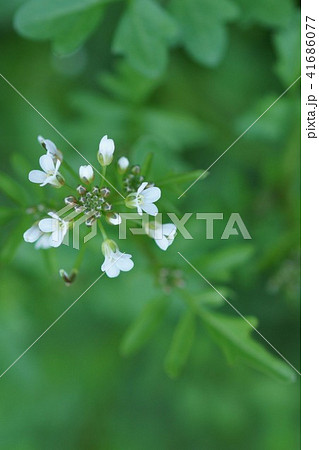 クレソンの花の写真素材