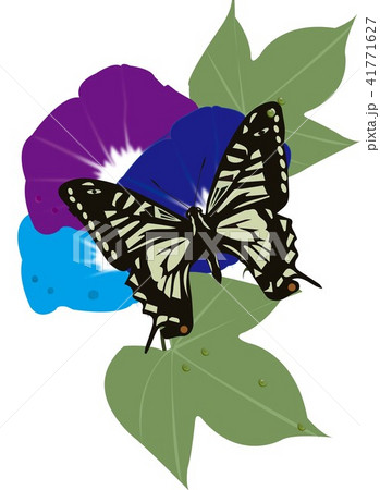 朝顔 夏 蝶 アゲハチョウのイラスト素材 - PIXTA 朝顔 夏 蝶 アゲハチョウのイラスト素材 - PIXTA