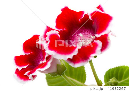 グロキシニア 花 赤色 植物の写真素材