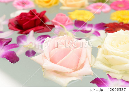 薔薇風呂の写真素材 薔薇風呂の写真素材