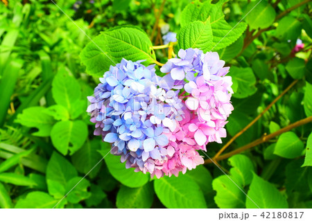 ハート 紫陽花 水色の写真素材