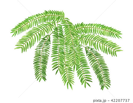 合歓の木のイラスト素材