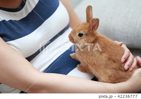 うさぎ 小動物 抱っこの写真素材