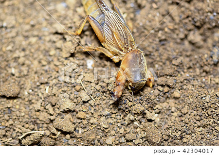 ケラ 虫 昆虫 動物の写真素材