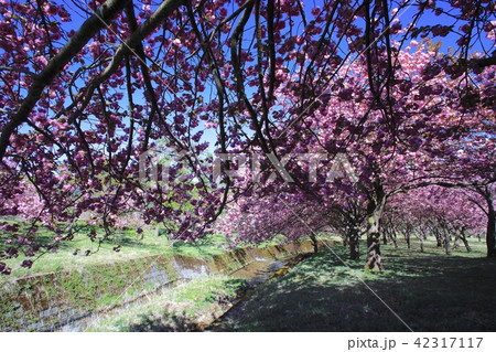 奥琵琶湖 春 桜 高画質の写真素材