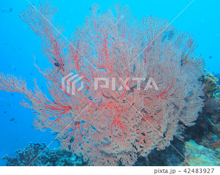 天然記念物リュウキュウイソバナ珊瑚 天然記念物リュウキュウイソバナ珊瑚 リュウキュウイソバナ