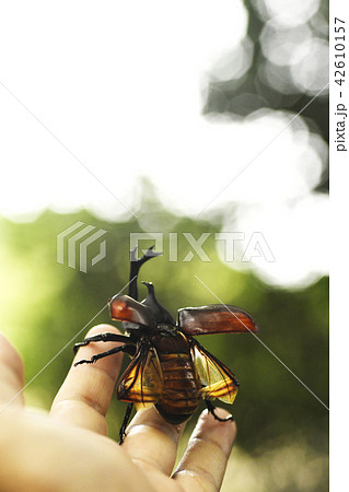 飛ぶ カブトムシ コピースペース 飛び立つの写真素材