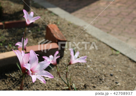 玉すだれ 桃色の写真素材