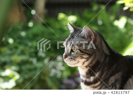 猫 アメリカンショートヘア アメショー 横顔の写真素材 - PIXTA