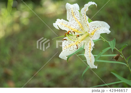 花言葉 飾らぬ美 荘厳 の写真素材